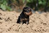 YORKSHIRE TERRIER 440